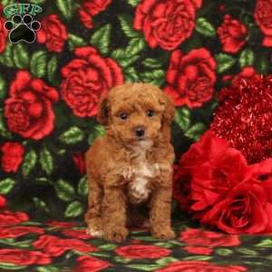 Sarah, Miniature Poodle Puppy